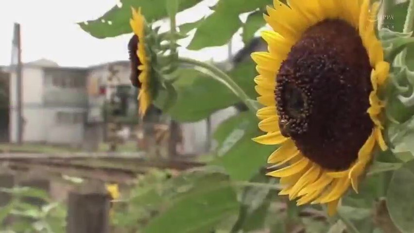 帰省中、二人の義姉と汗にまみれた中出し性交